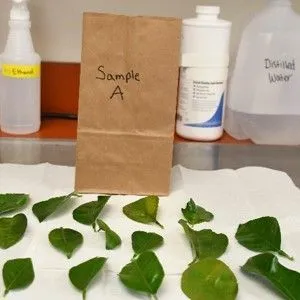 thumbnail for publication: Citrus Leaf Sampling Procedures for Nutrient Analysis